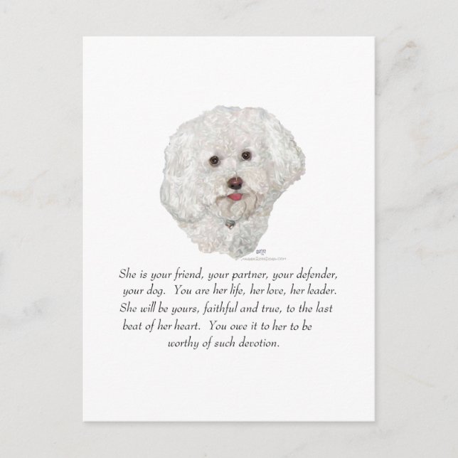 Carte Postale Bichon frisé femelle souvenir (Devant)
