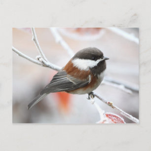 Carte Postale Bickadee en hiver