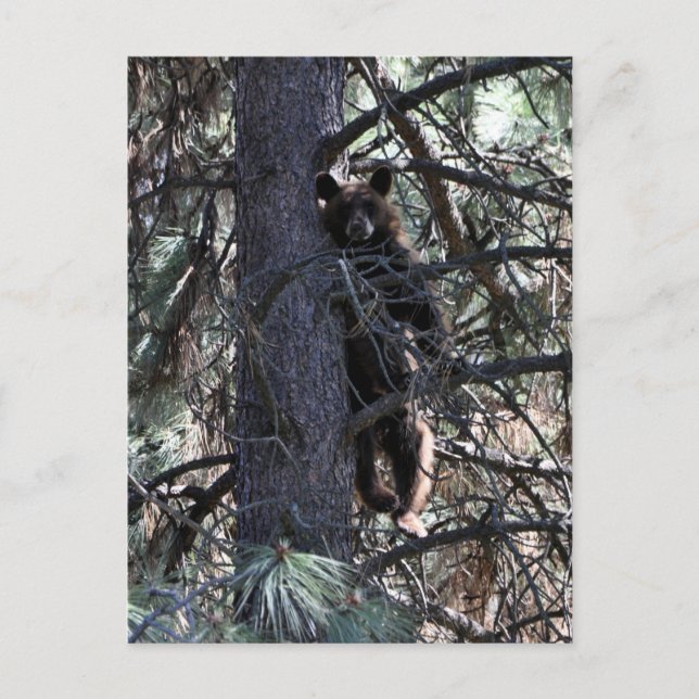 Carte Postale Bienvenue aux Soeurs (Devant)