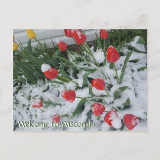 Carte Postale Bienvenue dans les Tulipes du Wisconsin en Neige e