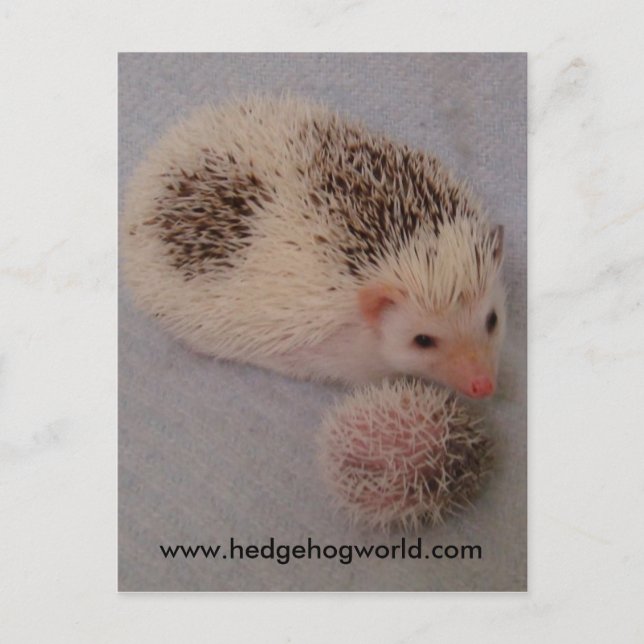 Carte Postale Big and little spots postcard (Devant)