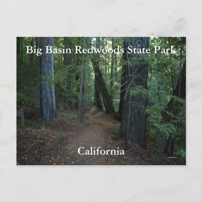 Carte Postale Big Basin Redwoods State... (Devant)