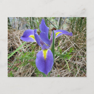 Carte Postale Big Blue Louisiana Iris