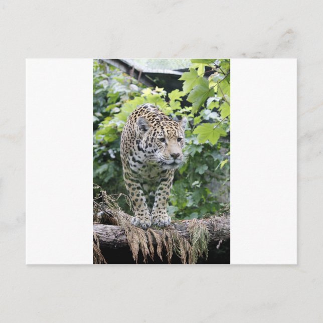 Carte Postale Big Cat Jaguar (Devant)