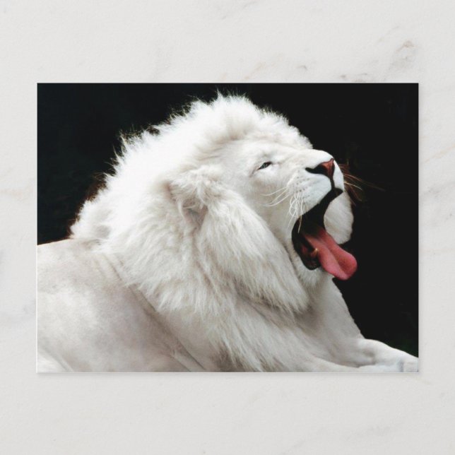 Carte postale Big Cats (Devant)