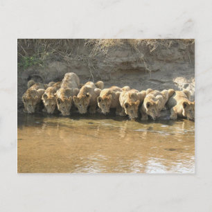 Carte postale Big Cats