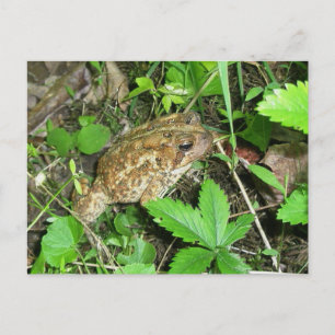 Carte postale Big Daddy Toad