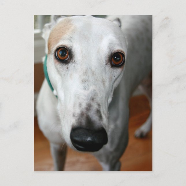 Carte Postale Big Face Greyhound (Devant)
