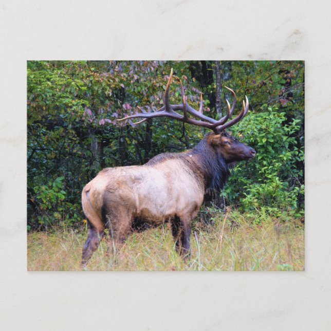 Carte Postale Big Game Hunter - Bull Elk - (Devant)