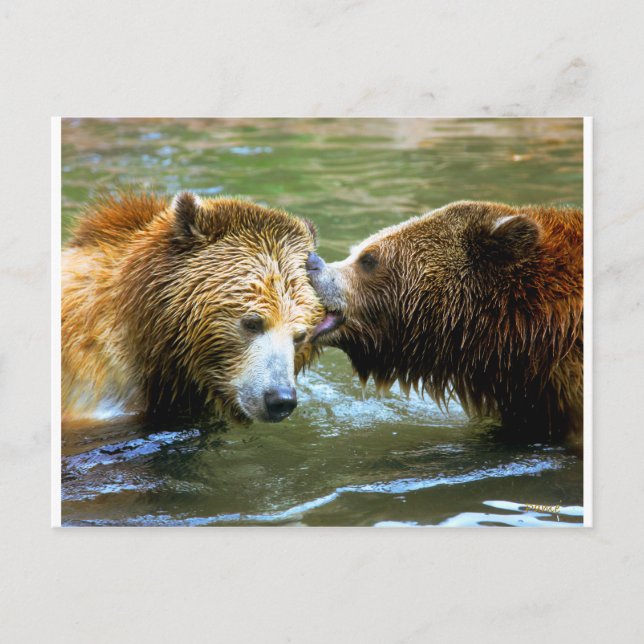Carte Postale Big Grizzly Bear Kiss (Devant)
