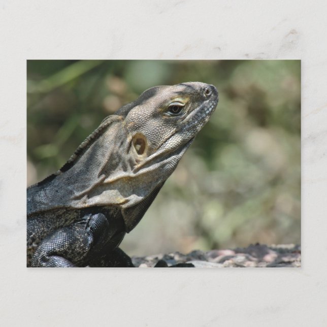 Carte postale : Big Lizard (Devant)