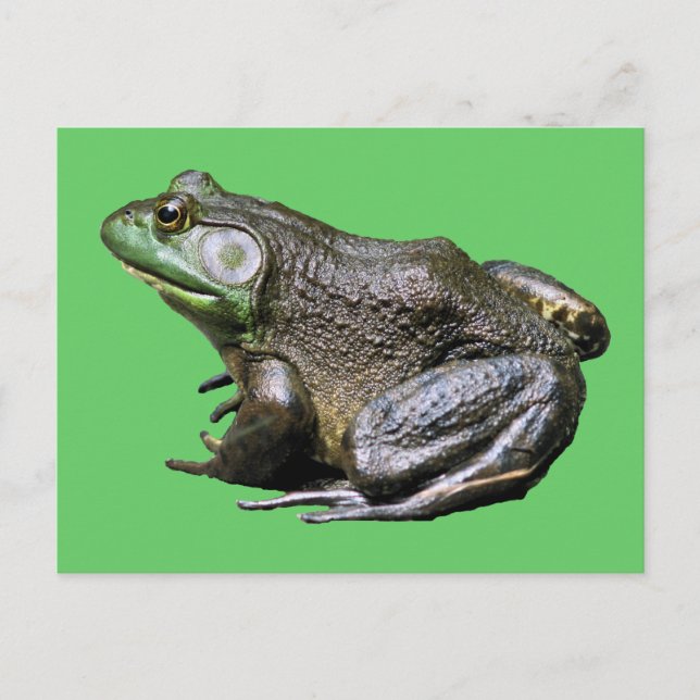 Carte postale Big Old Bullfrog Animal (Devant)