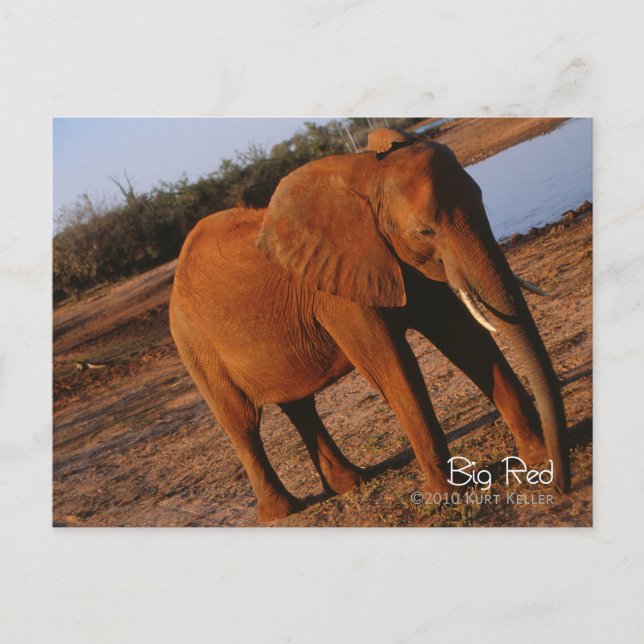 Carte Postale Big Red (Devant)