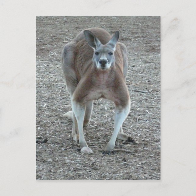Carte Postale Big Red Kangaroo (Devant)
