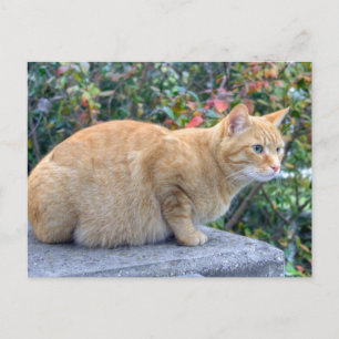 Carte Postale Big Red Tabby