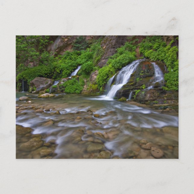 Carte Postale Big Springs Virgin River | Parc national de Zion (Devant)