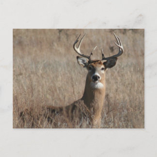 Carte Postale Big Trophée Buck Deer en haute herbe