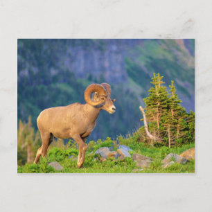 Carte Postale Bighorn brebis