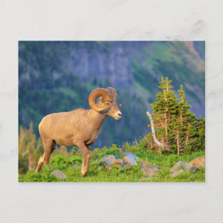 Carte Postale Bighorn brebis