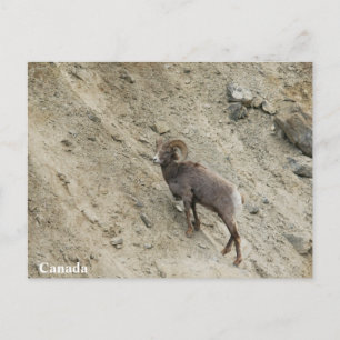 Carte Postale Bighorn brebis sur une colline