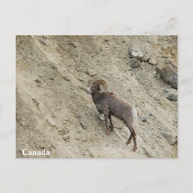 Carte Postale Bighorn brebis sur une colline (Devant)