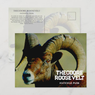Carte Postale Bighorn RaM, Parc national Theodore Roosevelt, ND