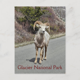 Carte Postale Bighorn Sheep