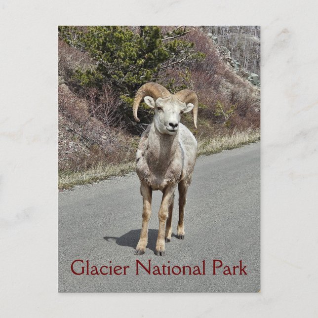 Carte Postale Bighorn Sheep (Devant)