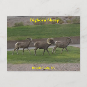 Carte Postale Bighorn Sheep