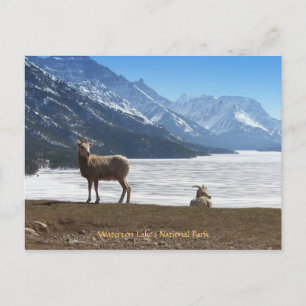 Carte Postale Bighorn Sheep