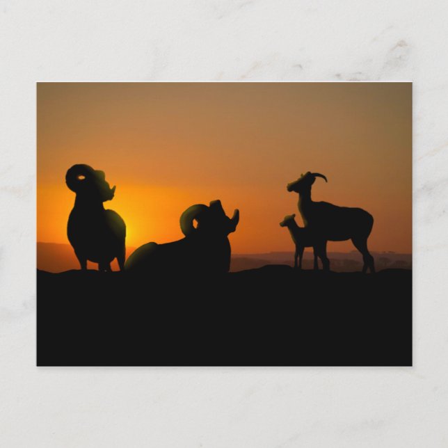 Carte Postale Bighorn Sheep (Devant)