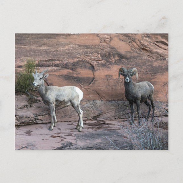Carte Postale Bighorn Sheep (Devant)
