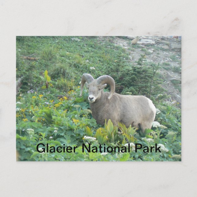 Carte Postale Bighorn Sheep À Glacier Natl Park (Devant)