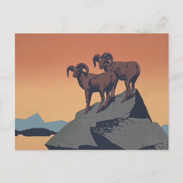Carte Postale Bighorn Sheep American West Wildlife (Devant)