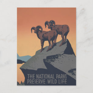 Carte Postale Bighorn Sheep American West Wildlife