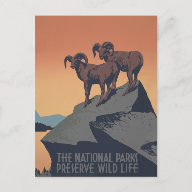 Carte Postale Bighorn Sheep American West Wildlife (Devant)