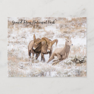 Carte Postale Bighorn Sheep de Grand Teton National Park Postcar
