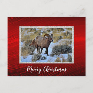 Carte Postale Bighorn Sheep Photo de neige Noël