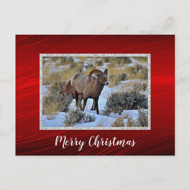 Carte Postale Bighorn Sheep Photo de neige Noël (Devant)