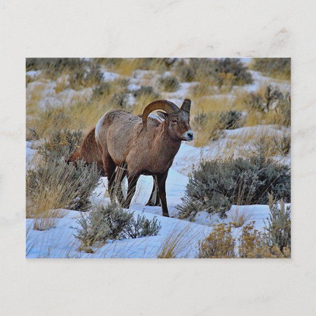 Carte Postale Bighorn Sheep Photo Neige (Devant)