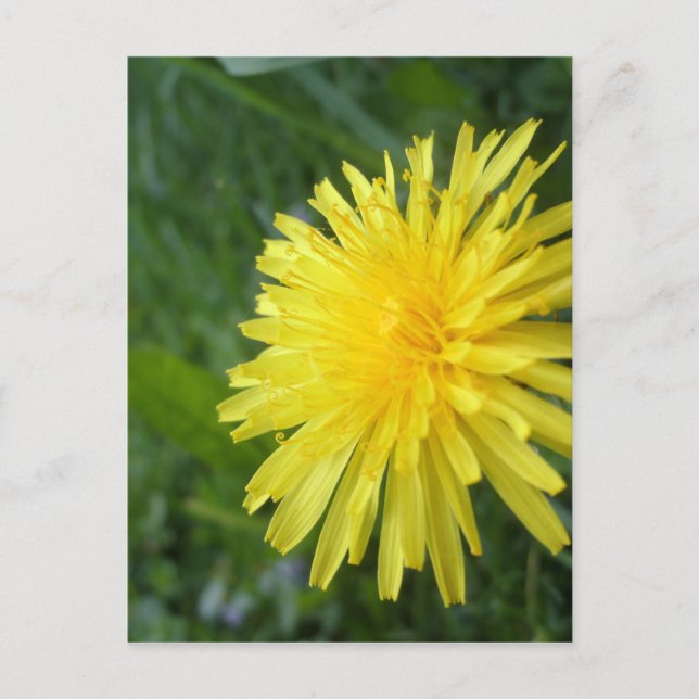 Carte Postale Bijou d'été (Devant)