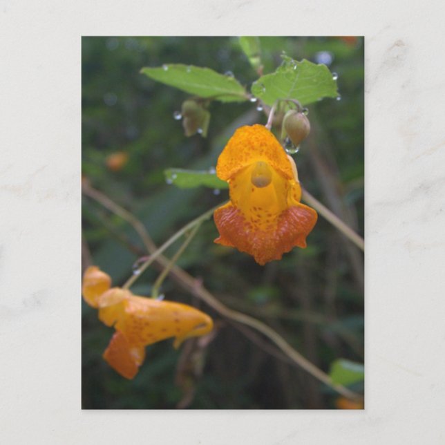 Carte Postale Bijou orange "Morning Glow" (Devant)