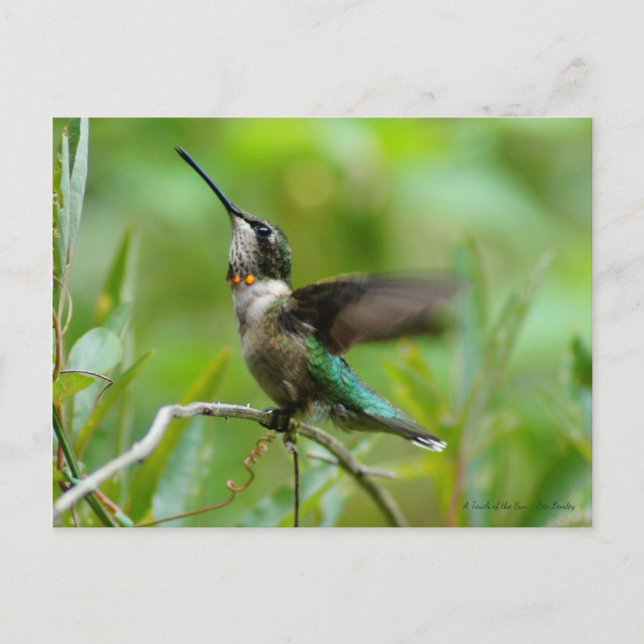 Carte Postale Bijoux Adorn (Devant)