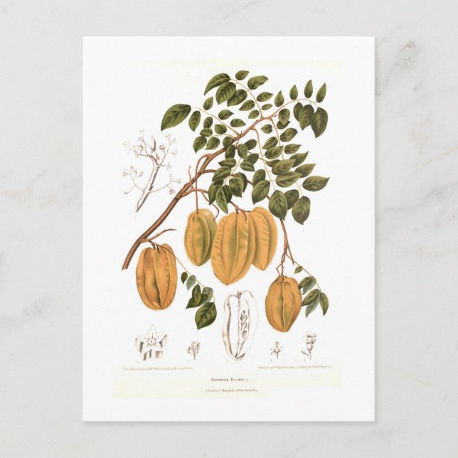 Carte Postale Bilimbi (Devant)