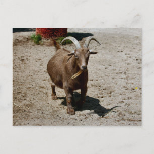 Carte Postale Bill