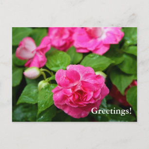 Carte postale - Billet chaud