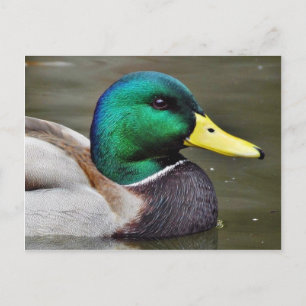 Carte Postale Bills de canards
