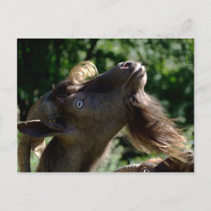 Carte Postale Billy Goat