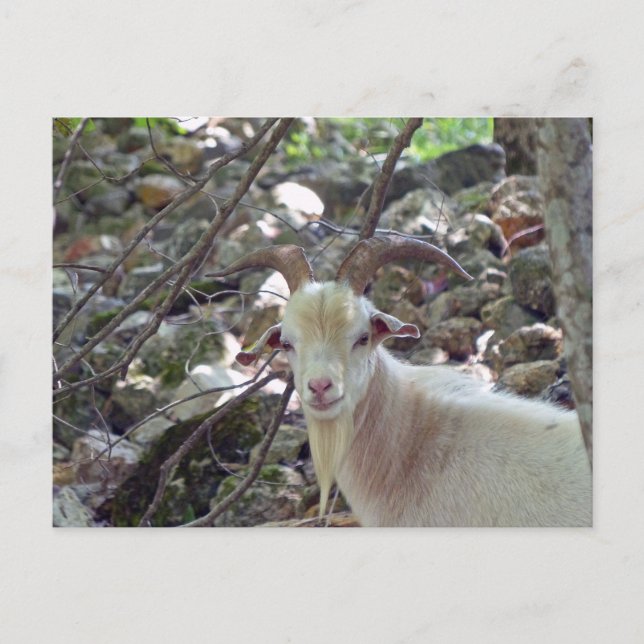Carte Postale Billy Goat (Devant)