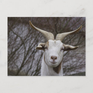 Carte Postale Billy Goat